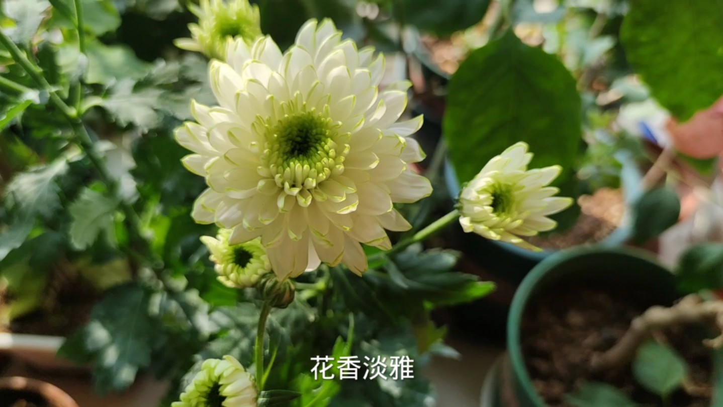 如此清新脱俗的小菊花,你能抗拒吗?哔哩哔哩bilibili