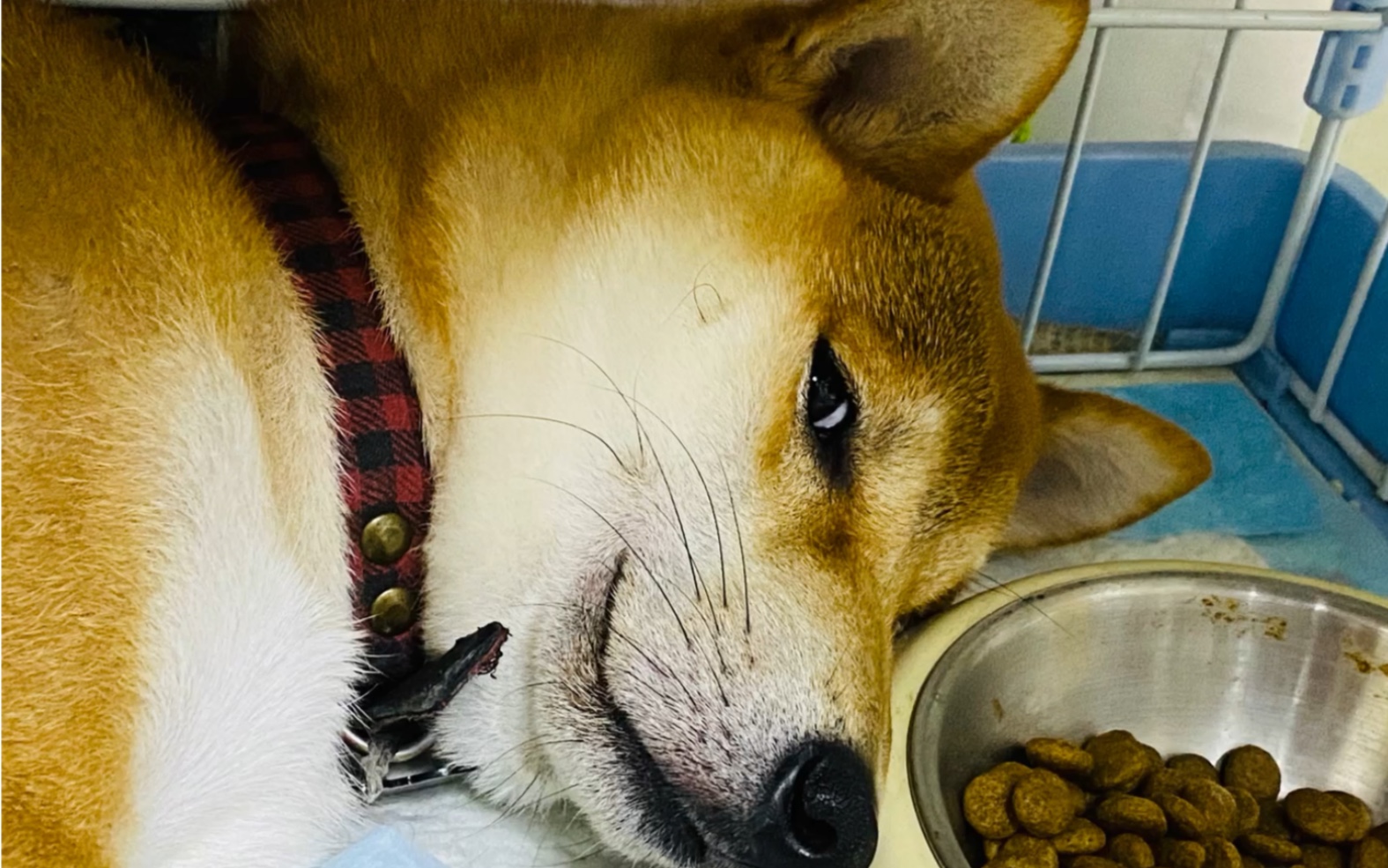 柴犬翻白眼 是在瞅你嘛