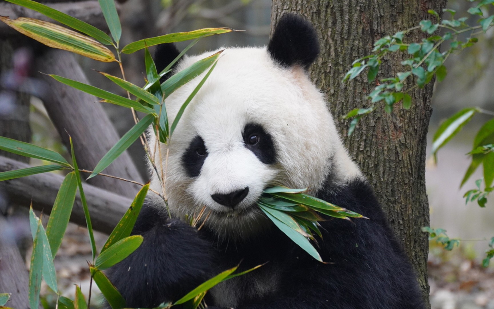 活动  【大熊猫北川】北川有佳熊,绝世而独立