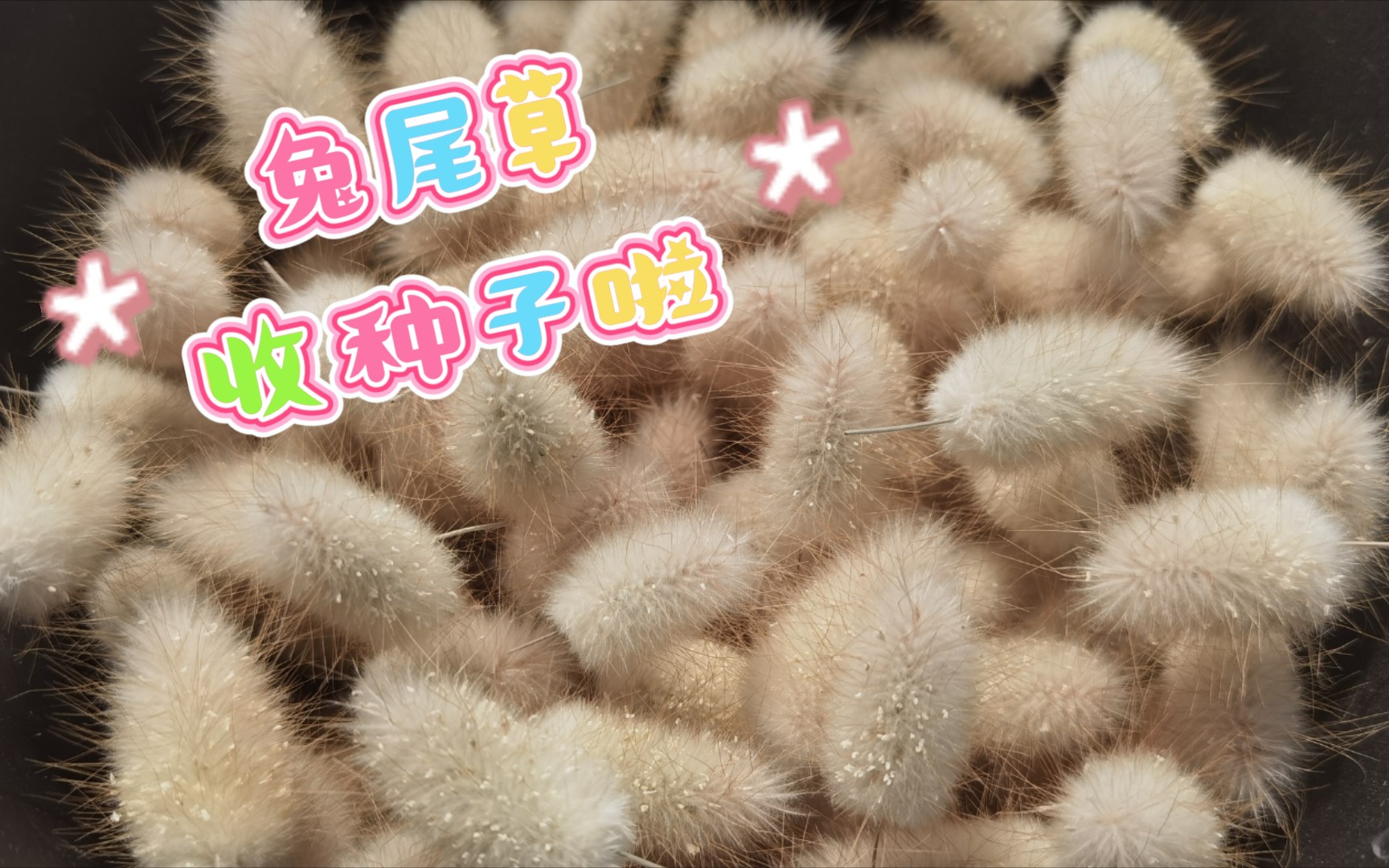 活动作品兔尾草收种萌的人心痒痒的