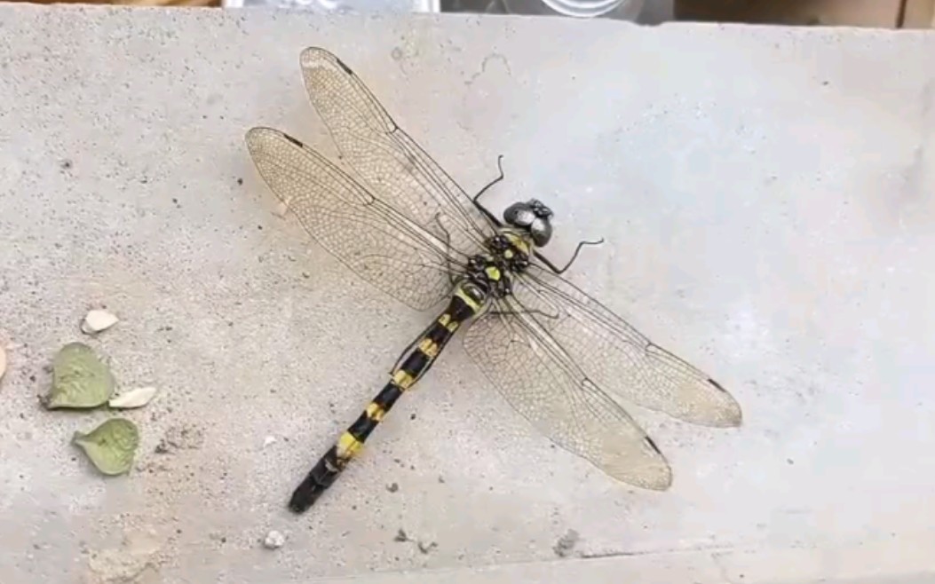 自制闪蓝丽大伪蜻雌性标本展示