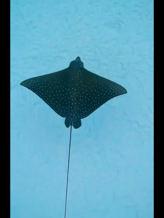 活动  快乐小蝠鲼