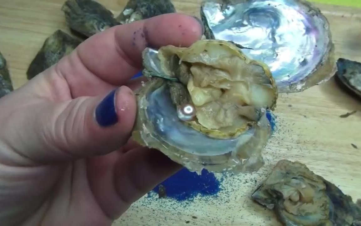 真玫瑰金珍珠发现在非常老牡蛎