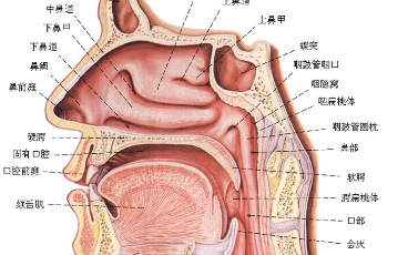 治好慢性鼻炎,恢复轻松生活哔哩哔哩bilibili