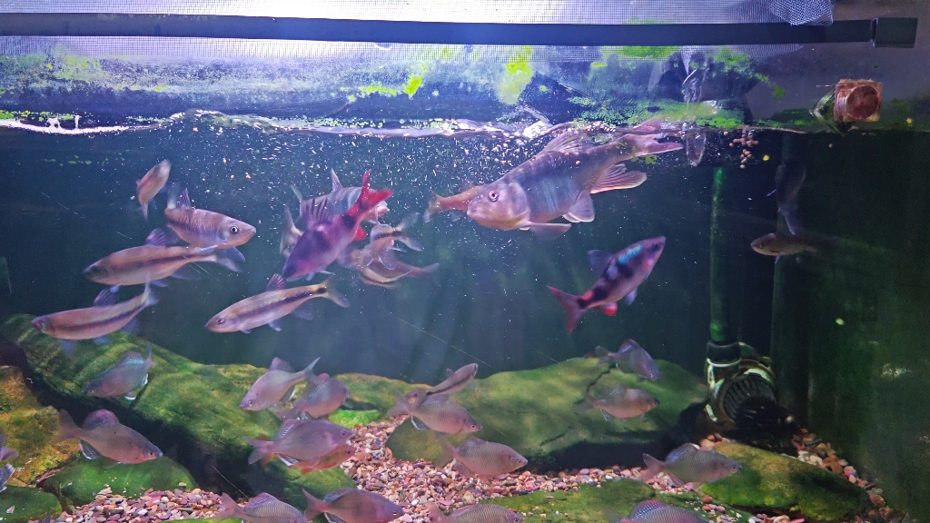 原生溪流缸,马口发色太漂亮了