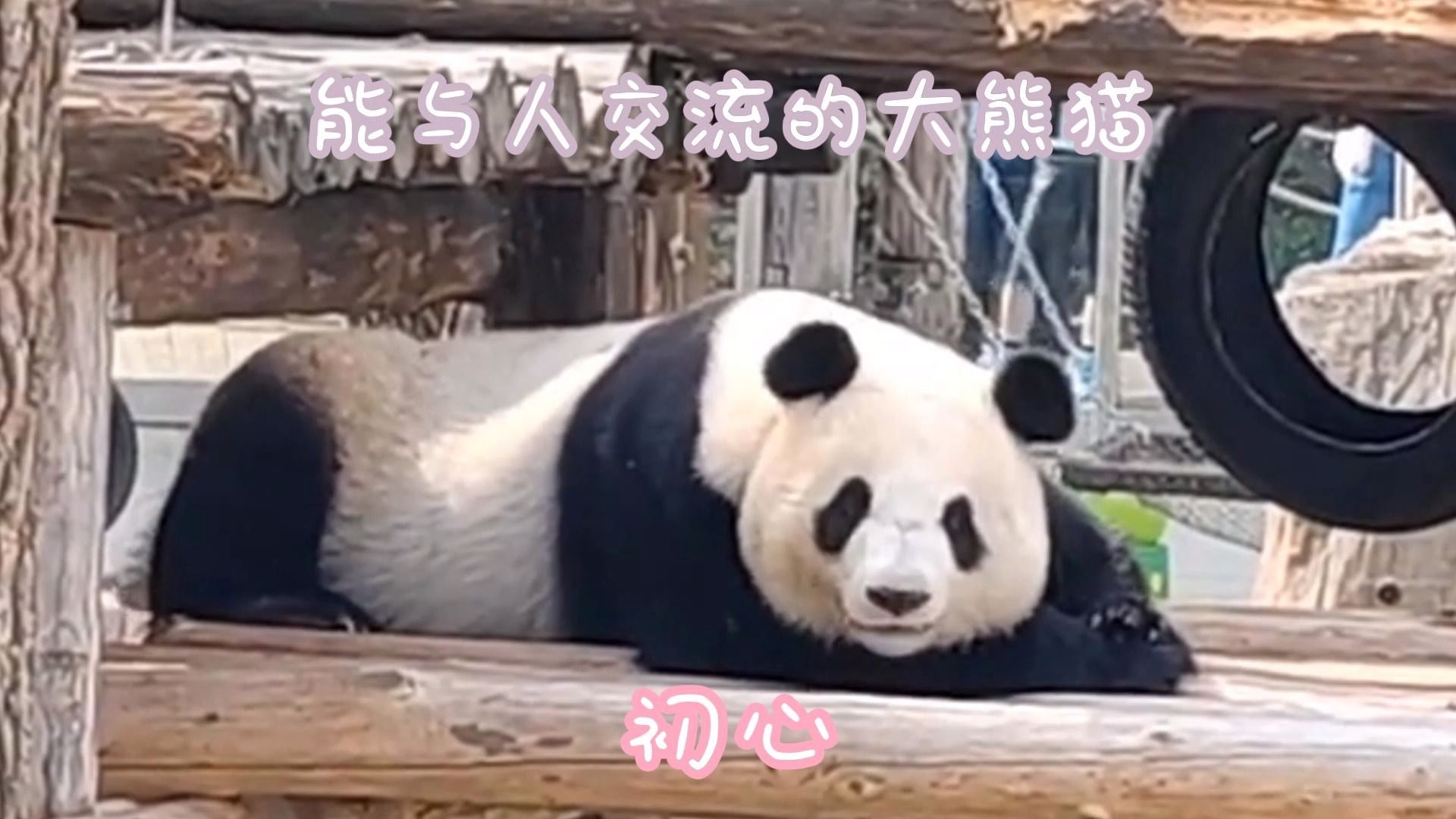 能和人对话的大熊猫 初心