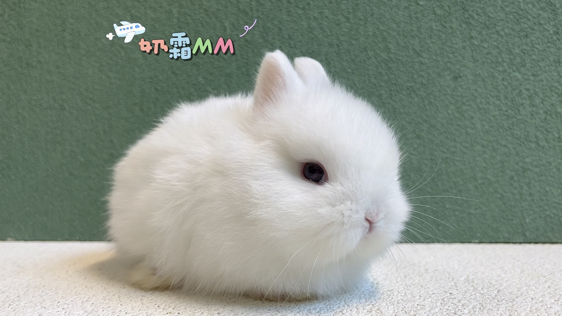 【奶油霜白色】这个妹妹非常不错哟,基础色分布很淡很淡,长相非常甜美