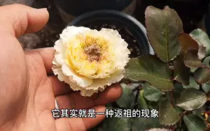 Download Video: 春天月季开花，花朵中间有绿色部分怎么回事？该怎么处理？