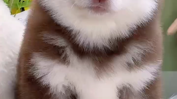 北京犬舍哪里有纯种黑白阿拉斯加