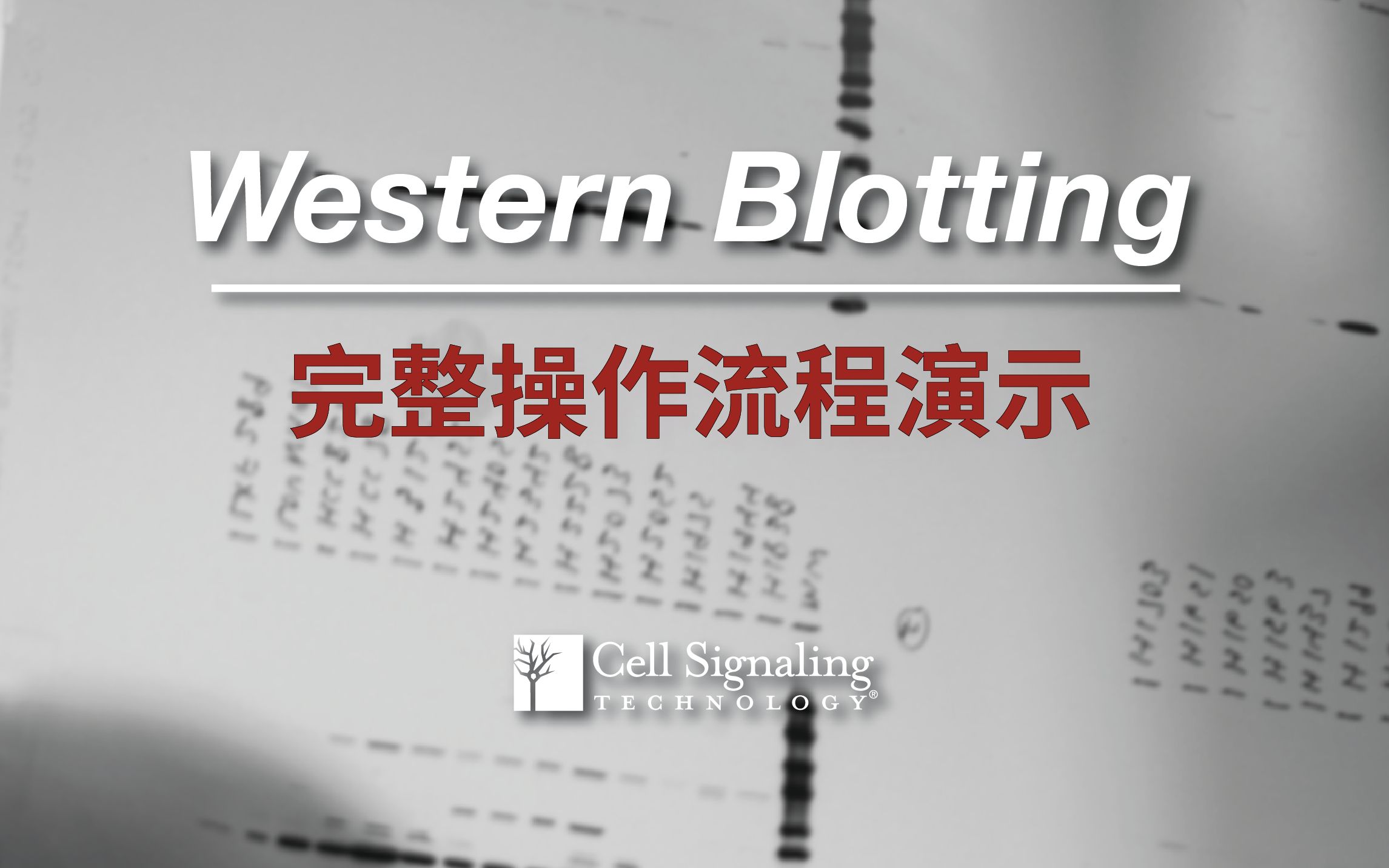 【蛋白质印迹/Western Blot】操作流程演示哔哩哔哩bilibili