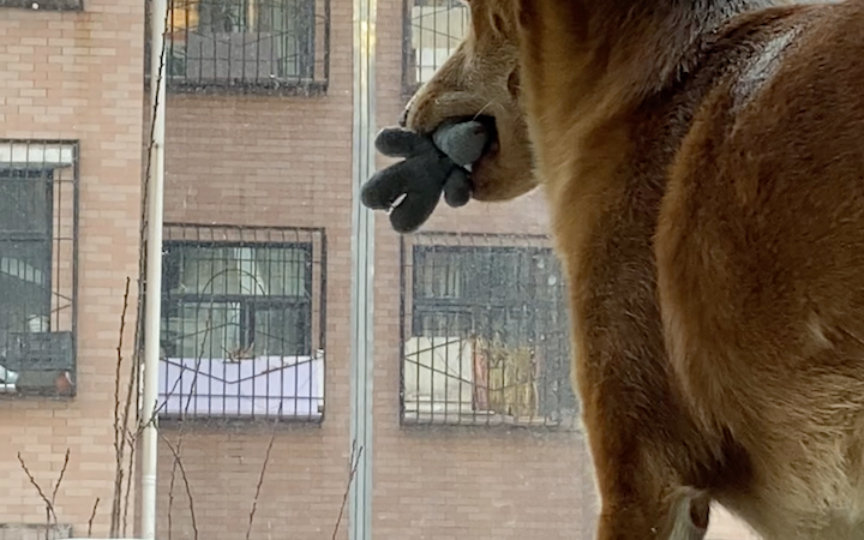 这是一只小熊狗