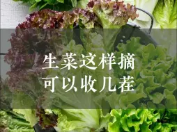 Download Video: 生菜这样摘🥬可以收几茬