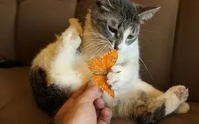 【】特写的粉嫩粉嫩的小爪爪~-(*≧▽≦)ツ