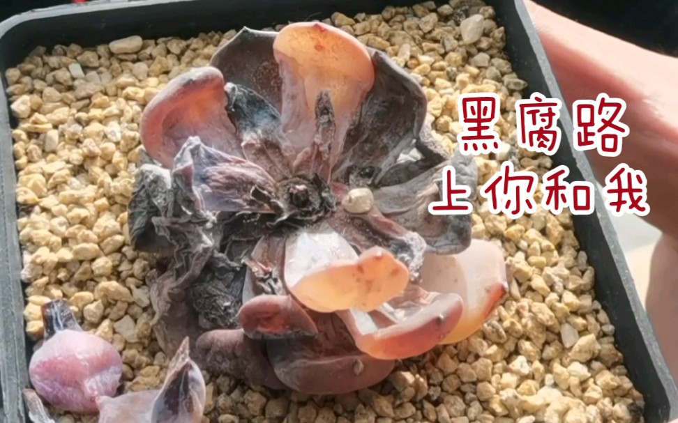 多肉黑腐病的简单介绍哔哩哔哩bilibili