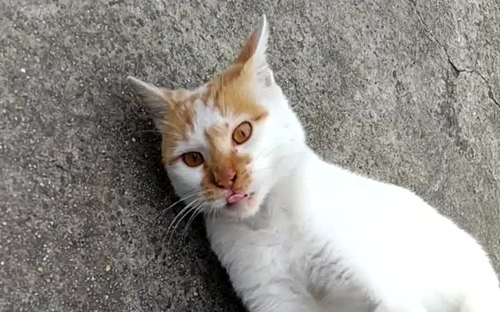 又见复试大傻猫,被狠狠咬了一口