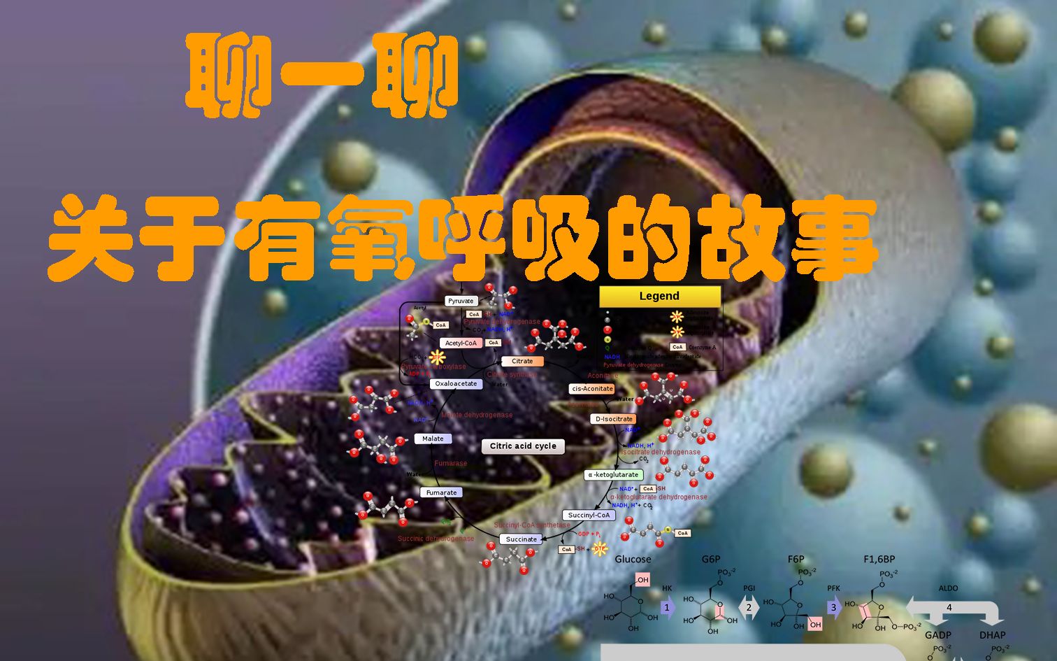 【研究故事】百年有氧呼吸科学史回顾哔哩哔哩bilibili