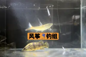 Tải video: 路亚新手野钓鳜鱼翘嘴红尾鲶鱼必看风筝钓组