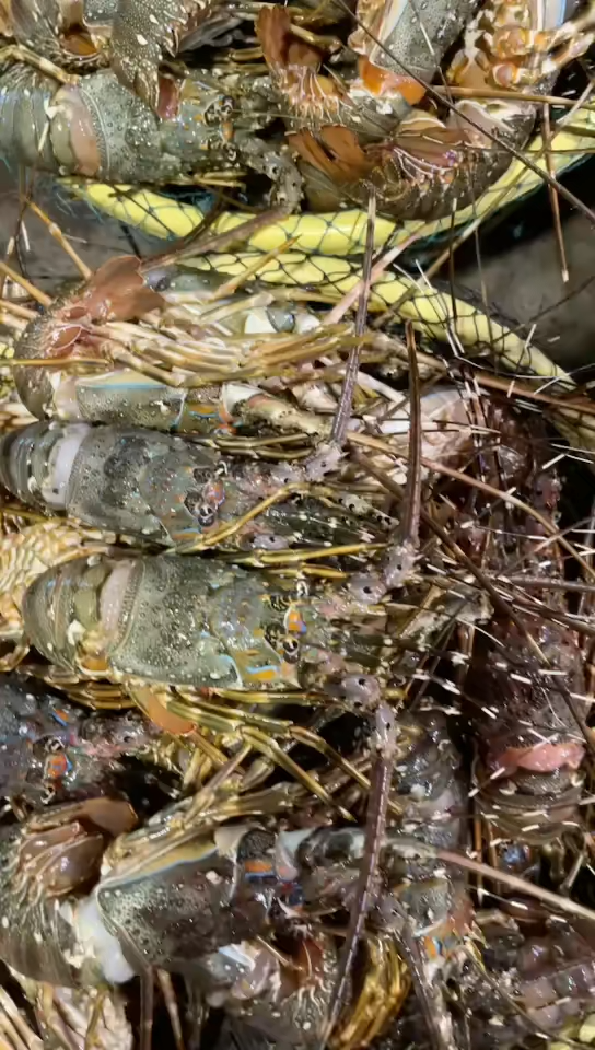 海捕的小青龙,本港大脚蟹,黄螺