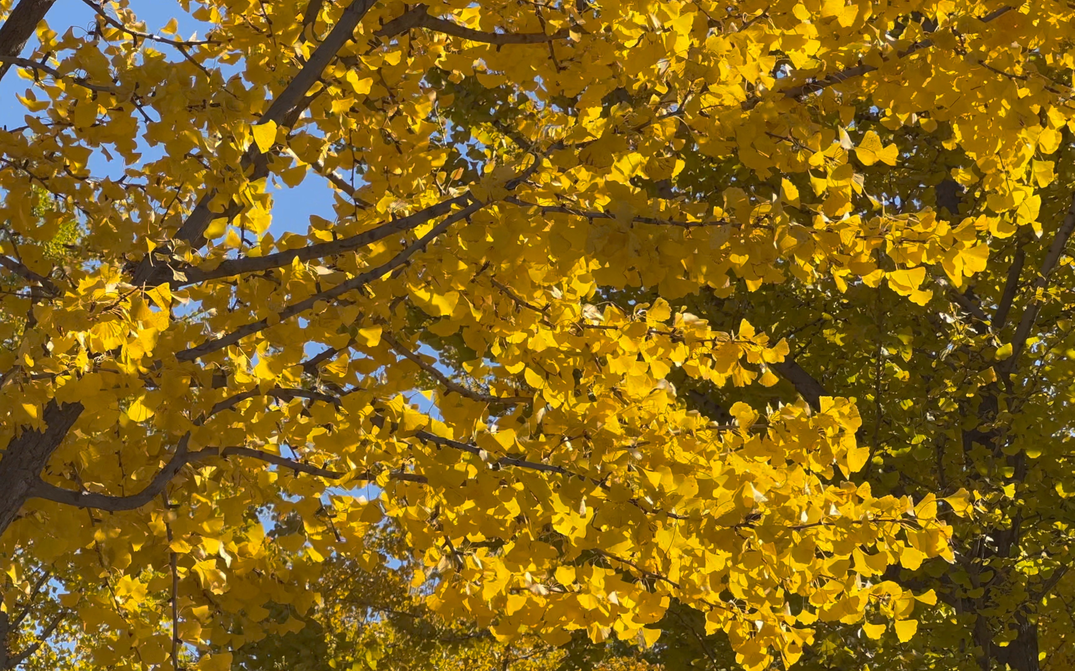 iphone 13 pro拍摄4k杜比视界北京秋天的银杏,纯手持,iphone13的防抖