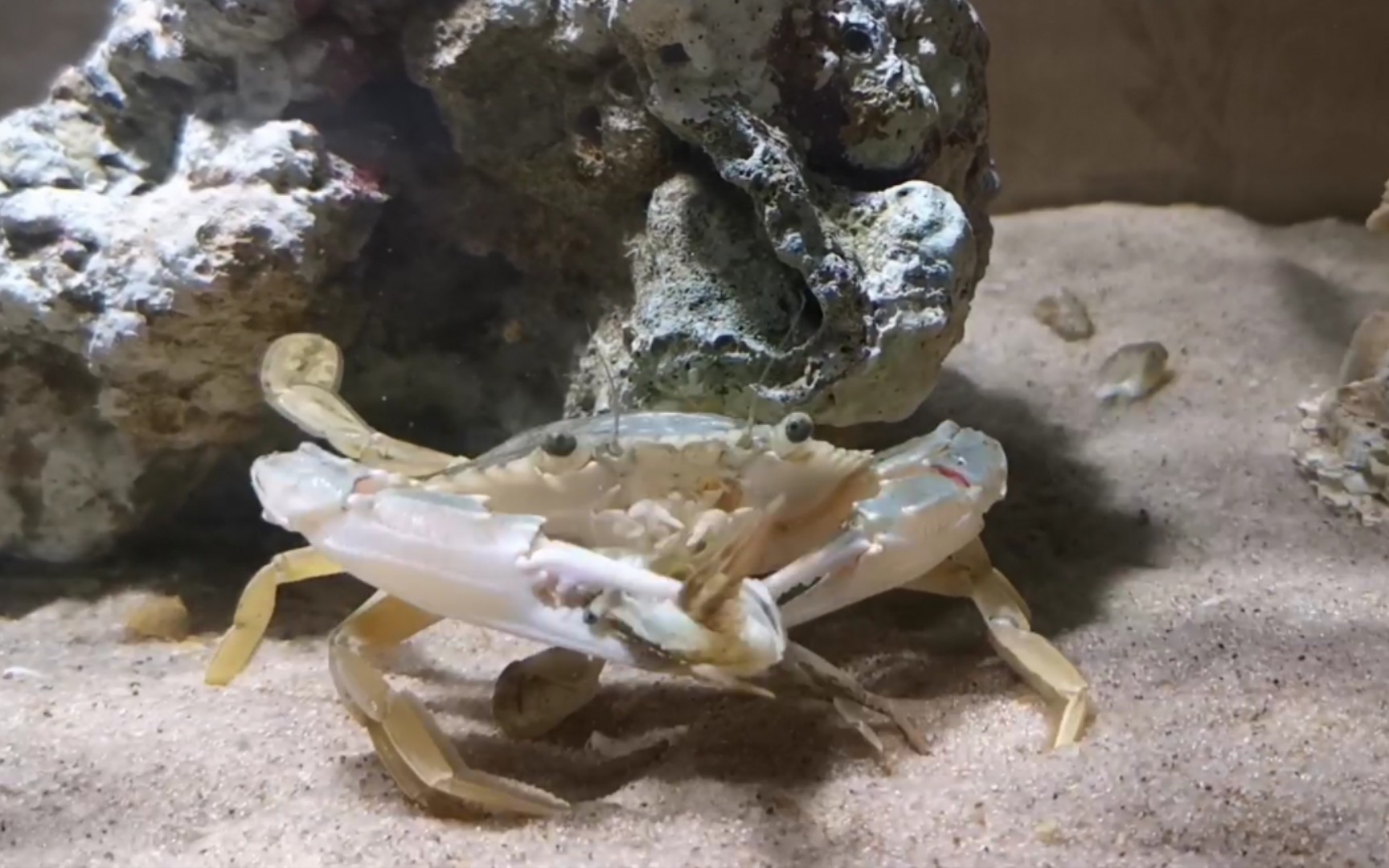 【6分钟纯享】日本蟳捕食平背蜞