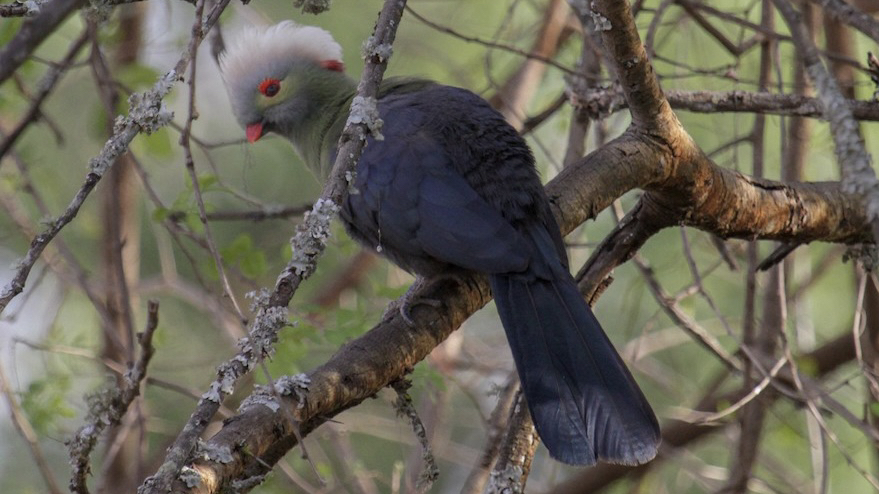 易危物种:王子冠蕉鹃 Menelikornis ruspolii (yt@thetravellingnaturalist哔哩哔哩bilibili