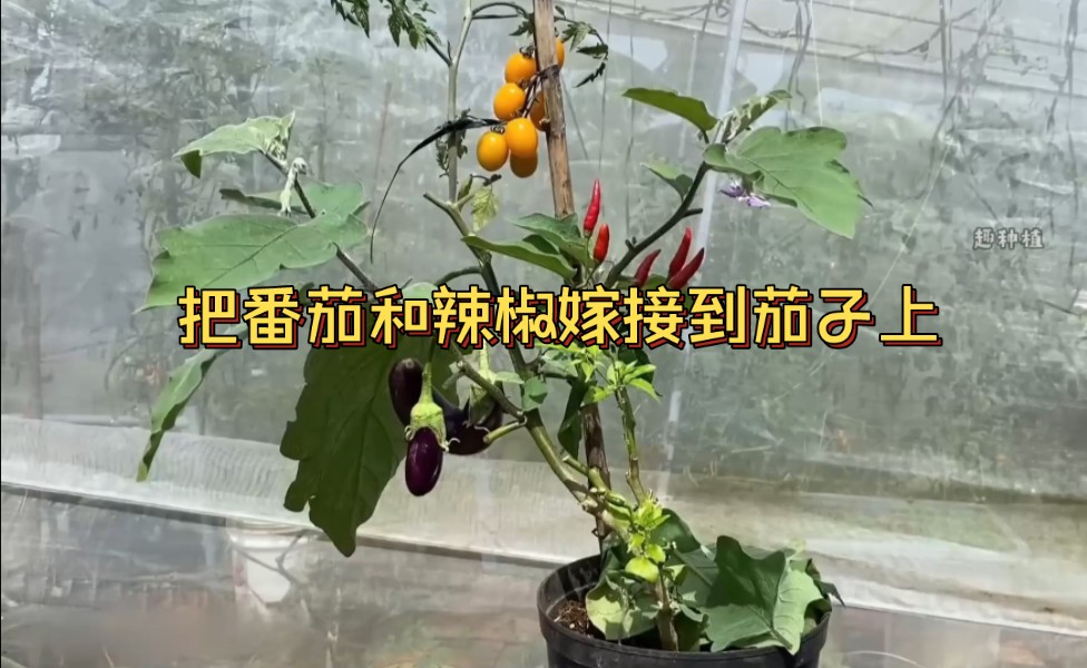 把番茄和辣椒嫁接到茄子上,能同时结三种不同的果实嘛?