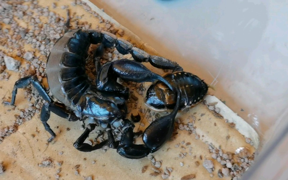 【彼得异蝎】雨林蝎吃杜比亚