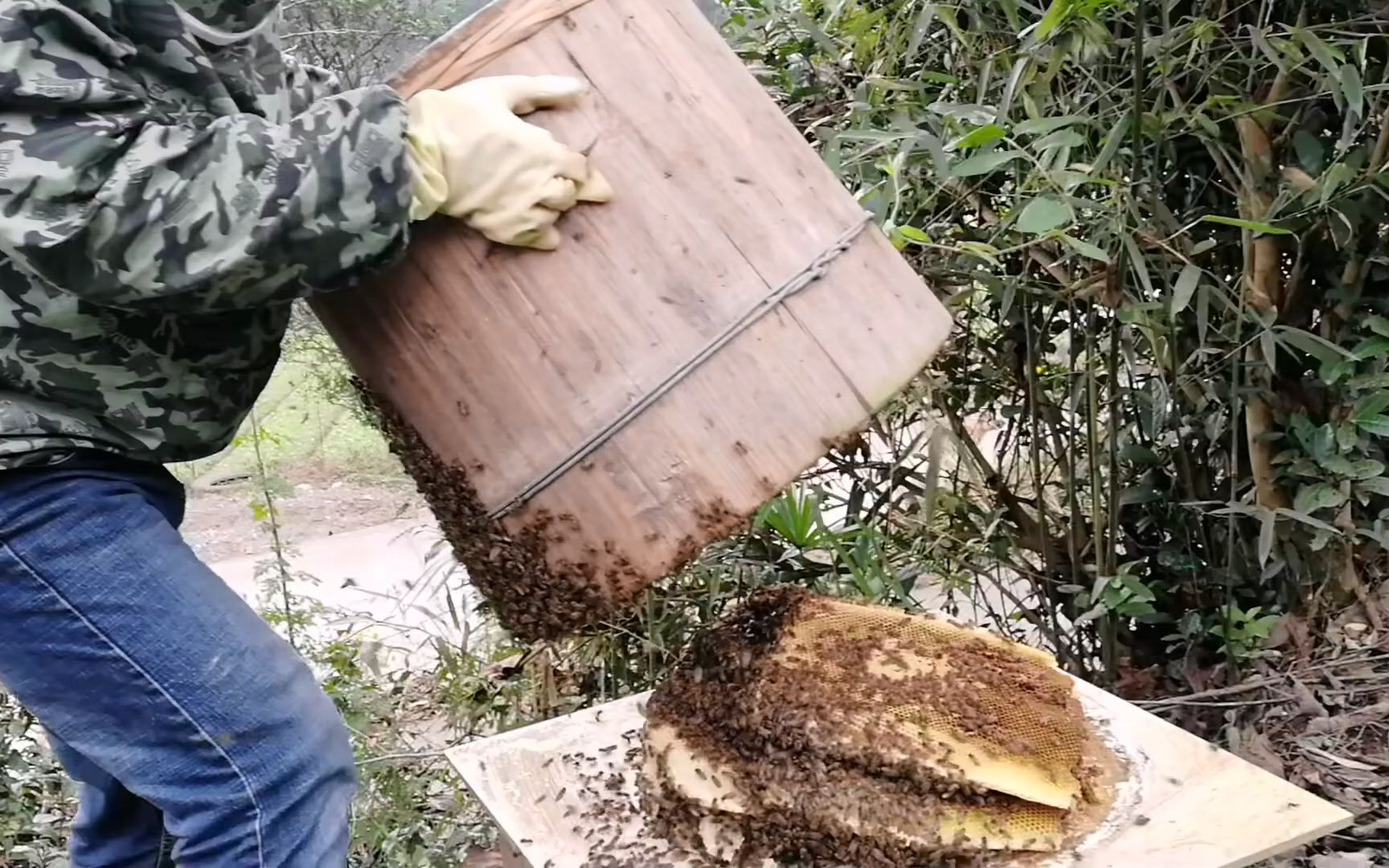 木桶土养中蜂遇到坠脾怎么办?看养蜂人怎么操作,立马解决!