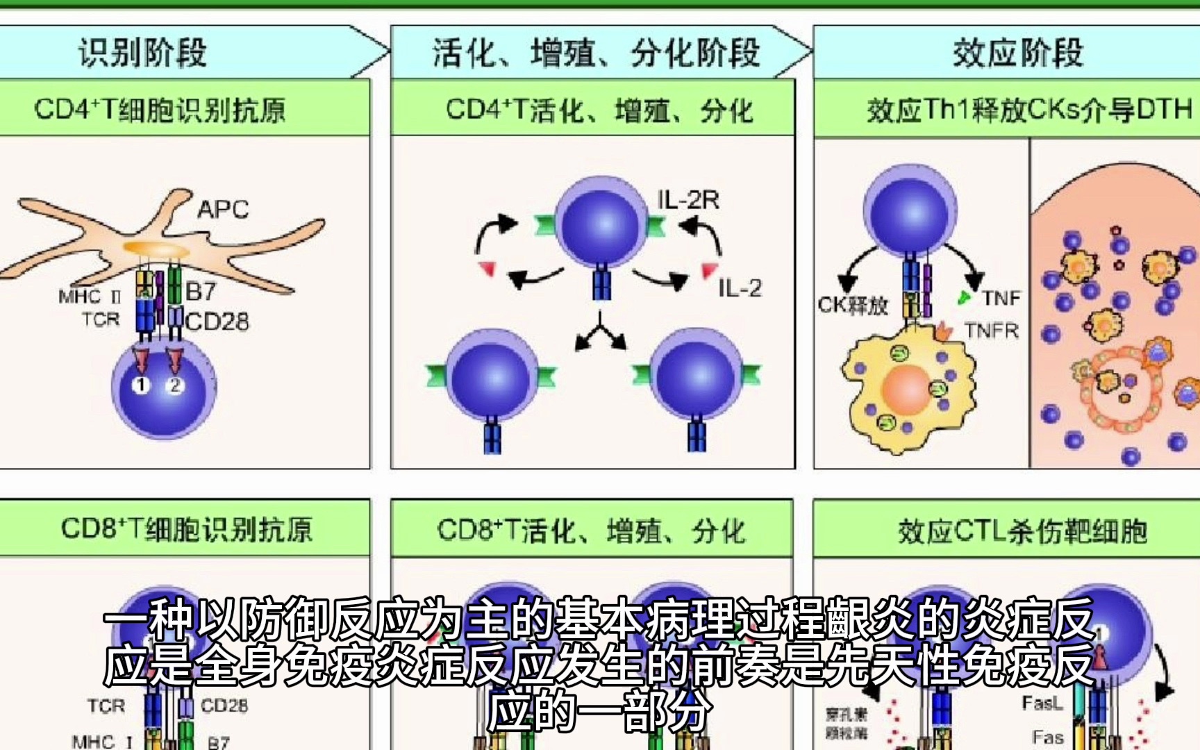 6·2 宿主的免疫炎症反应