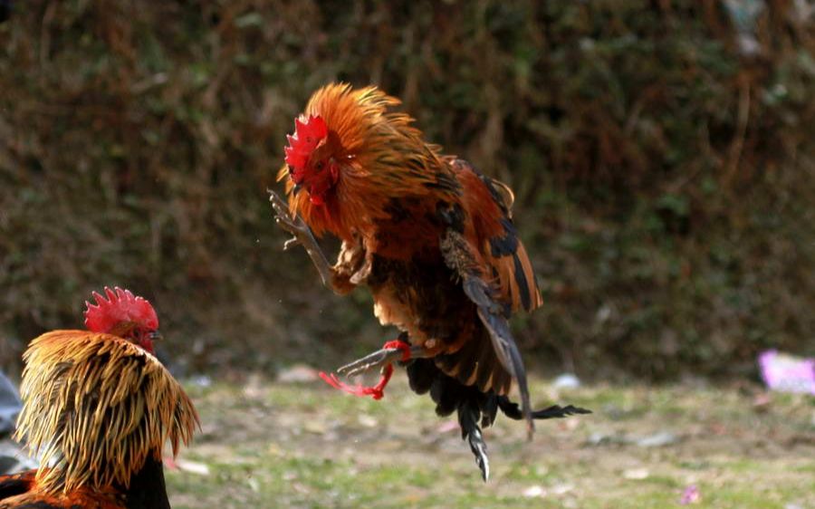 菜鸡互啄_哔哩哔哩 (゜-゜)つロ 干杯~-bilibili