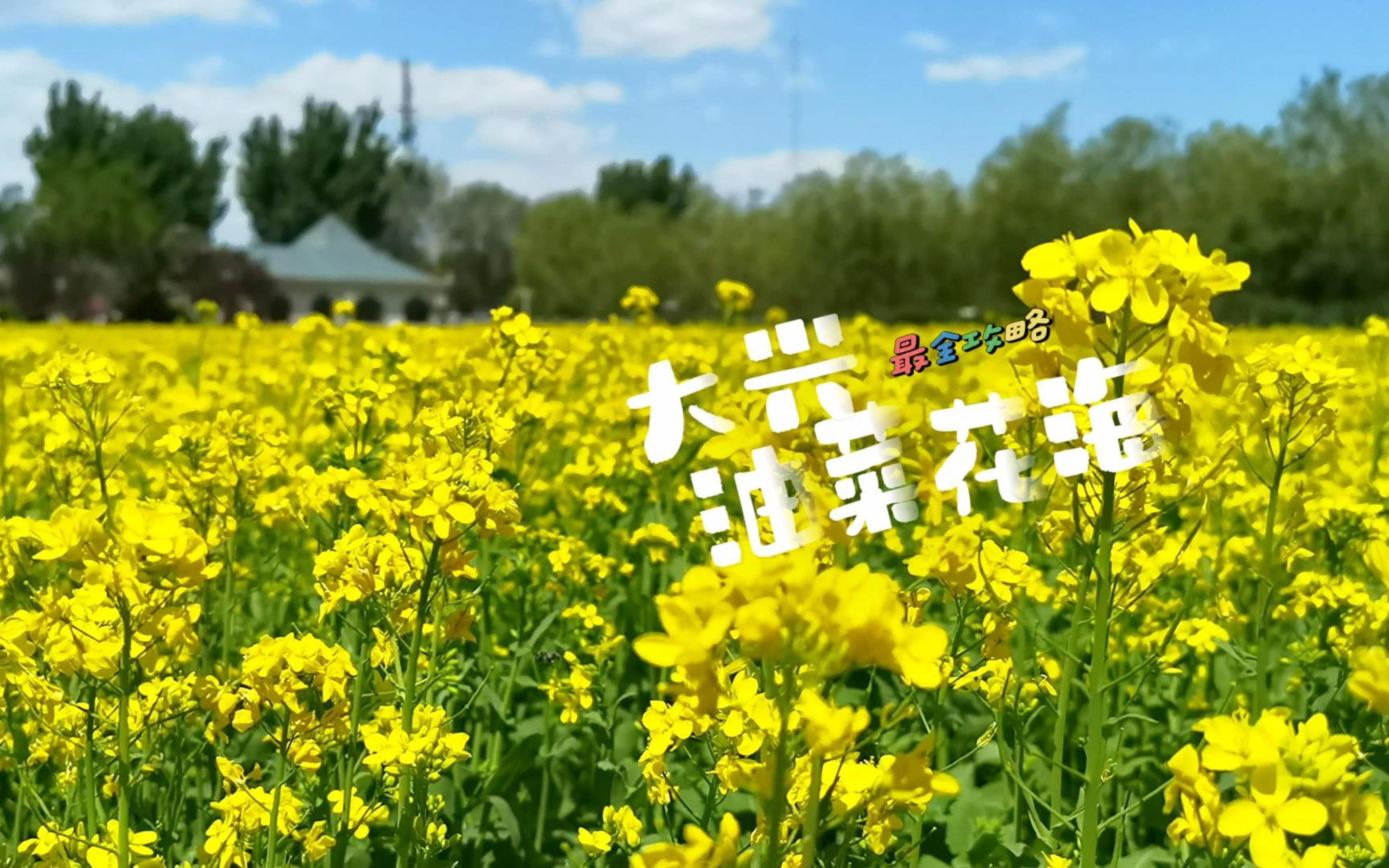 大兴瀛海油菜花海最全攻略