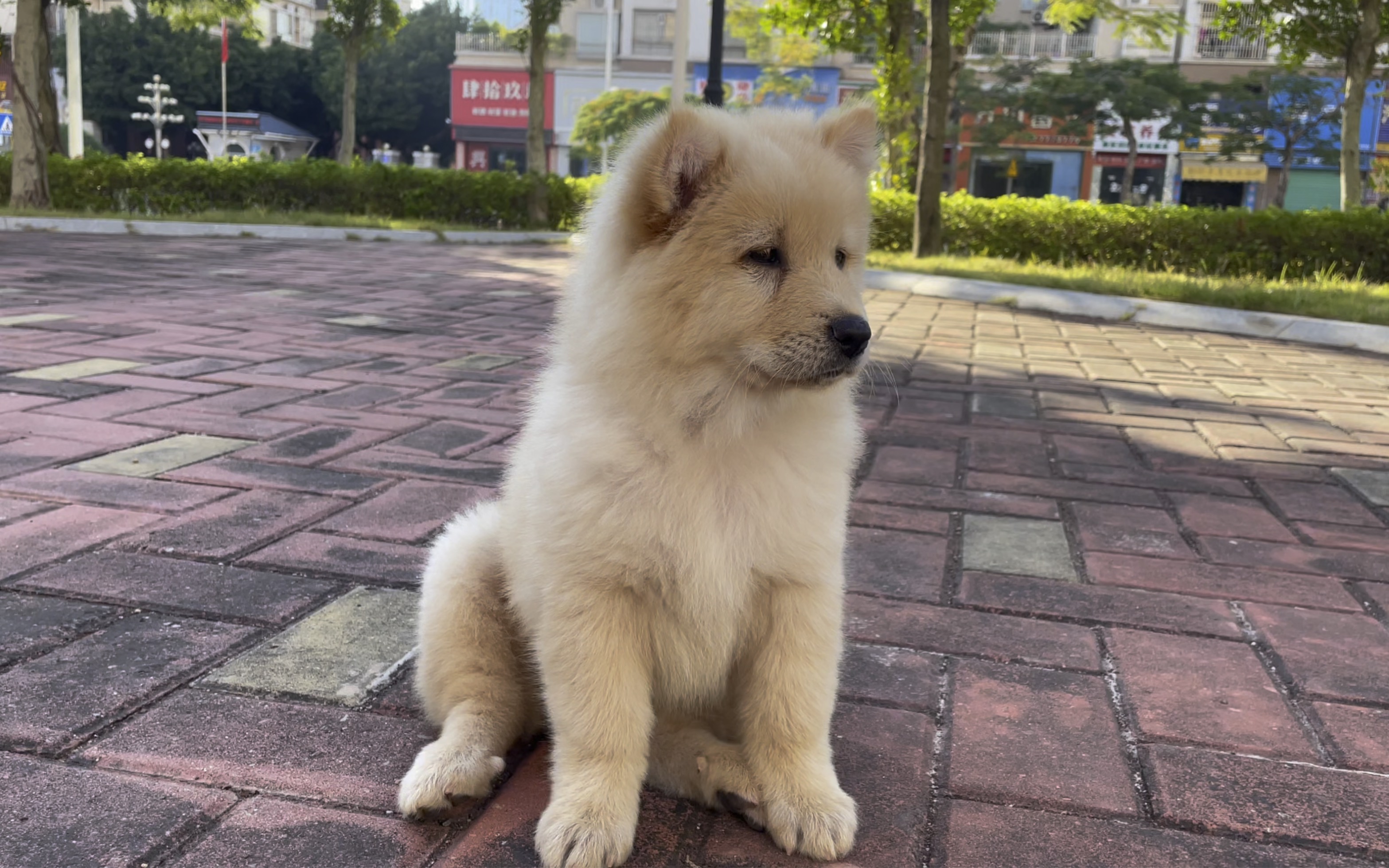 米黄色老版本土松狗,还有一双迷人的双眼皮哦!-南粤陪伴犬-南粤陪伴犬-哔哩哔哩视频