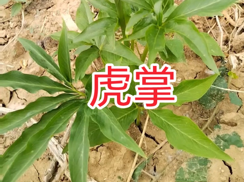 天南星虎掌图片