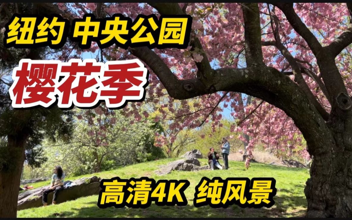 纽约中央公园,樱花季,4K高清,纯风景,四月尾巴,不看要等一年哔哩哔哩bilibili