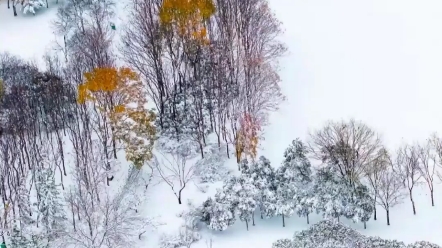 太美了!雪后的＂郑州之林＂宛如一幅水墨丹青画卷哔哩哔哩bilibili