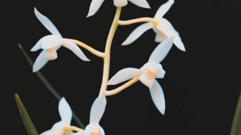 春天来了 桃红柳绿 春暖花开 春天是最美好的季节 一年之计在于春 好好珍惜这美丽的春天 早安 哔哩哔哩 Bilibili