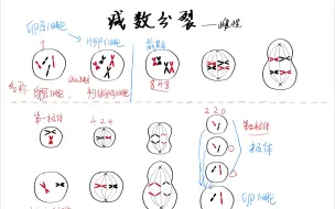 下载视频: 生物重难点之细胞分裂2-减数分裂