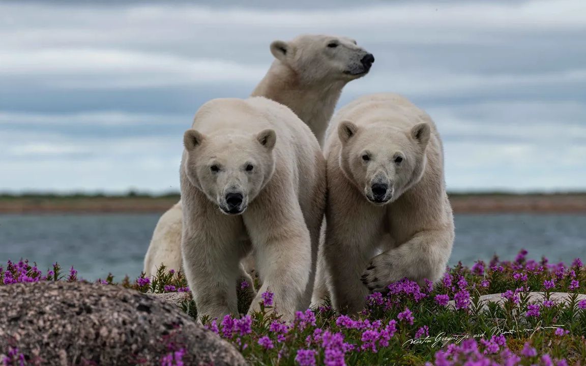 【4k】北极唯美风光 北极熊 平复浮躁的内心