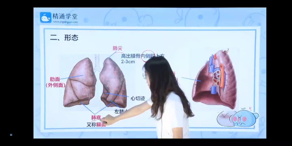 [图]河北专接本-晓晓老师带你学习人体解剖学，由浅入深