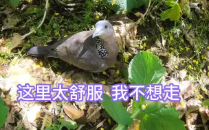 Video herunterladen: 那个沐浴在油菜花地里阳光下的傻咕咕 真的很美哦