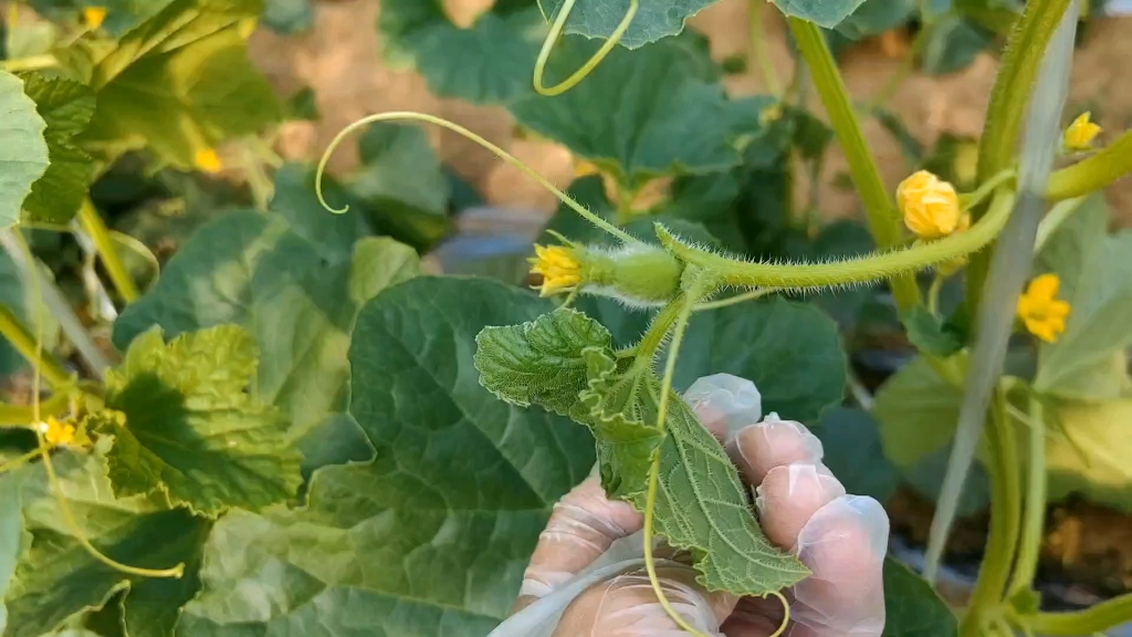泗汶西瓜基地的甜瓜开始授粉