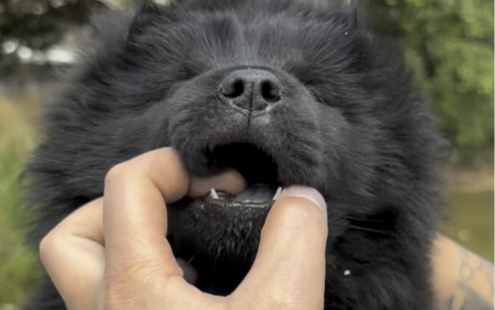 中华田园犬之五黑犬,这样黑的像煤炭的狗你见过吗?听说它还会偷袈裟哦