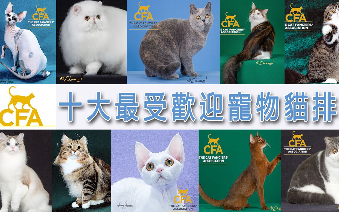 CFA十大最受欢迎宠物猫排名哔哩哔哩bilibili