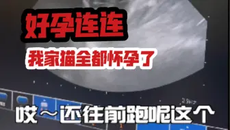 我家猫全都怀孕了！好孕连连呐
