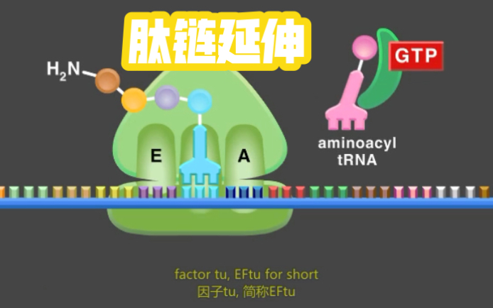 肽链延伸:核糖体大小亚基相对移动,APE位点依次上岗哔哩哔哩bilibili