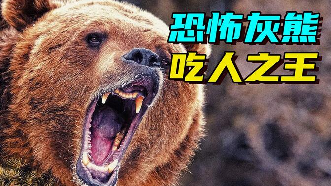 恐怖灰熊吃人事件 世界上最危险的野兽之一!