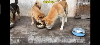 下载视频: 六順：狗大！還不給朕交出飯盆！