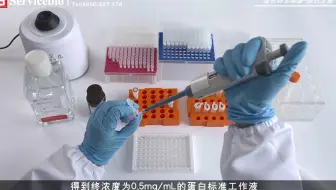 【WB系列2】蛋白样本制备