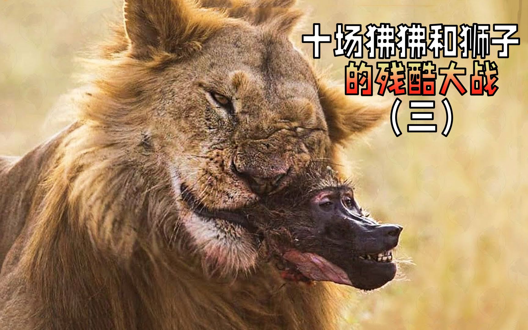 盘点十场狒狒和狮子的残酷猎物大战,动作真是快准狠(三)