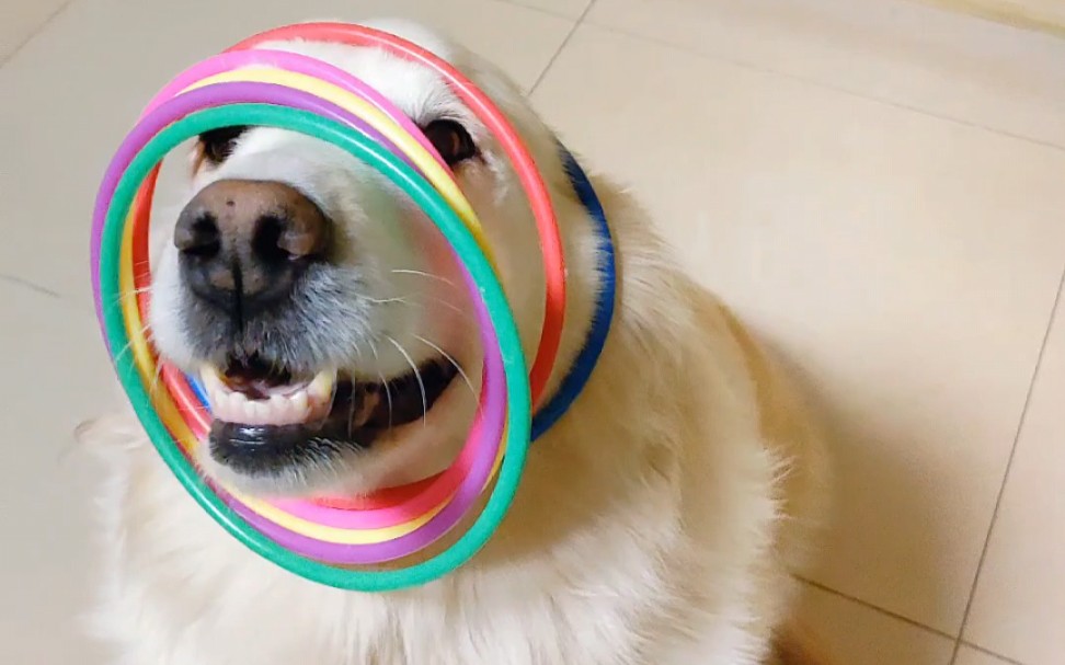 金毛玩套圈游戏嗨到不行